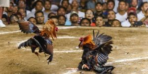 Đá gà casino tại nhà cái 123B được nhiều người yêu thích